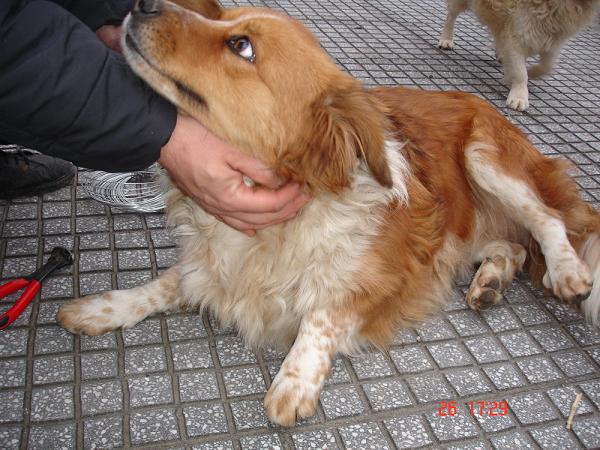 Πρόγραμμα ενημέρωσης  για το πρόβλημα των αδέσποτων σκύλων και την υιοθεσία τους